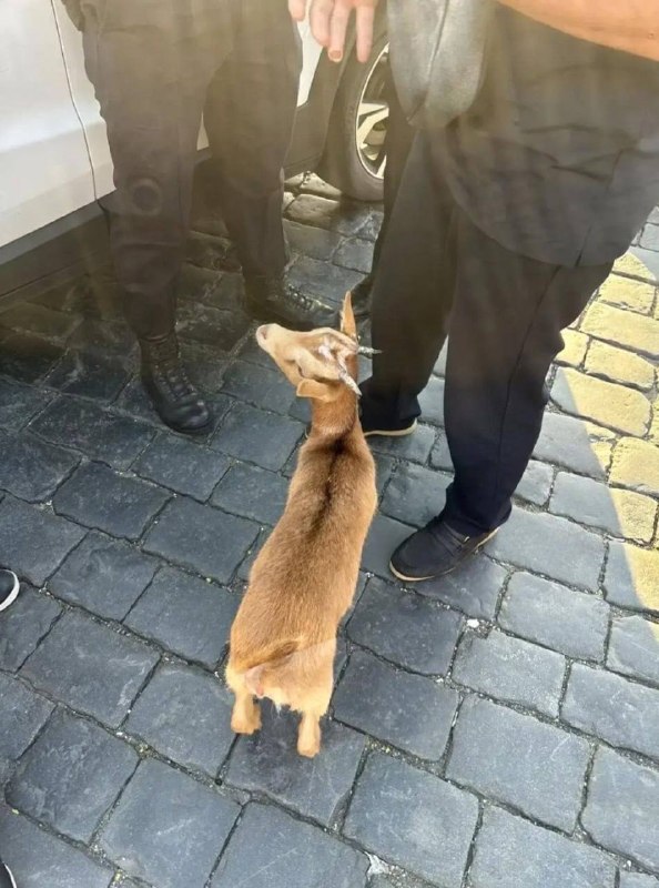 Изображение из поста 